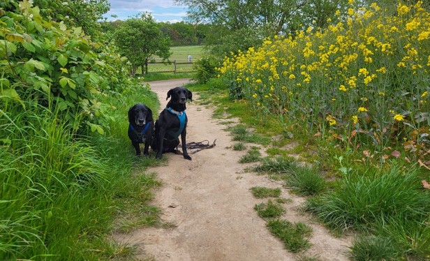 Zwei schwarze, kurzhaarige, mittelgroße Labradormischlinge posieren auf einem Feldweg zwischen Wildpflanzen sitzend für ein Foto.