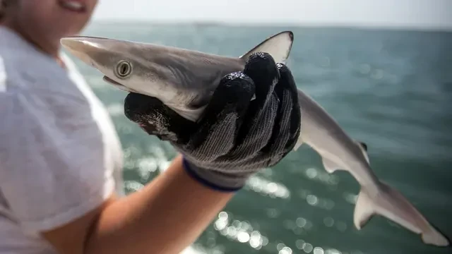 kleiner Hai in Hand eines Forschers