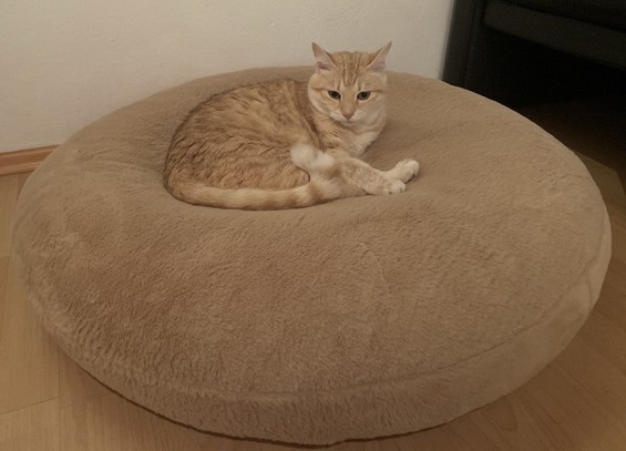 An orange cat lies on a large and thick round cushion. She looks confidently, almost defiantly, towards the camera.
