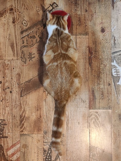 Foto von oben auf eine fressende Katze. Das Fell ist rotbrau gemustert, mit weißen Stellen. Der Fußboden hat eine sehr ähnliche Farbe. 
