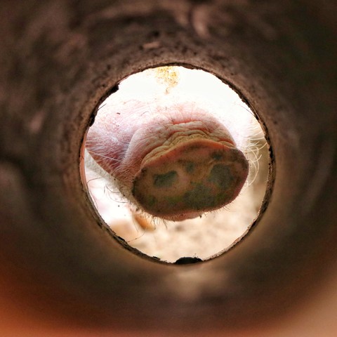 Eine Schweinenase durch ein Rohr fotografiert.