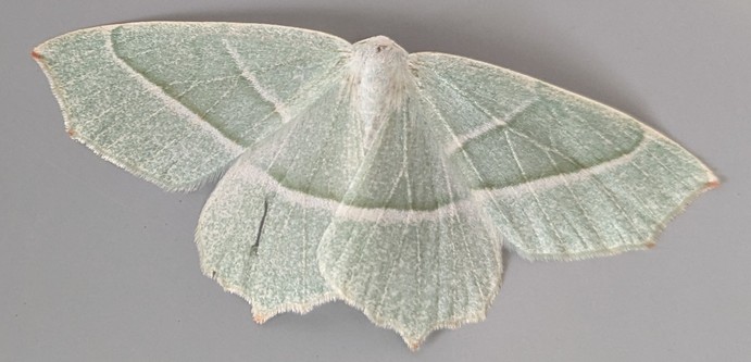 A close up shot of a white, with slight blue green undertones, moth