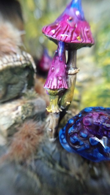 Close-up photo of some mushrooms with dew or another clear liquid on their caps.